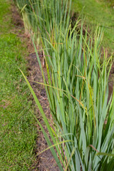 Lemongrass in the garden 