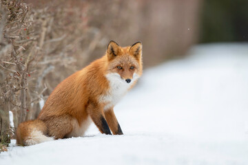 冬のキタキツネ