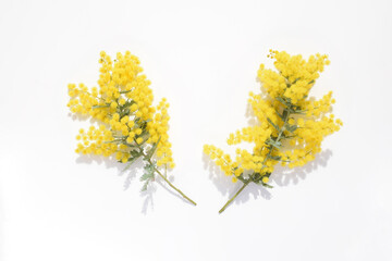 白背景に黄色いミモザの花の背景、室内のアカシアの花と葉