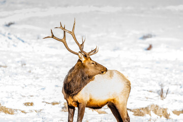 Naklejka na ściany i meble Bull Elk in Winter