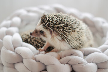 Hedgehog close-up in a gray wicker bed .African pygmy hedgehog.Accessories and houses for hedgehogs. Pets.Gray hedgehog with white spots.prickly pet.