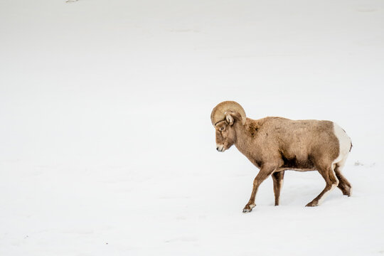 Big Horn Sheep crosses a snowy hillside