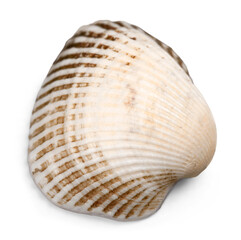 Sea Shell