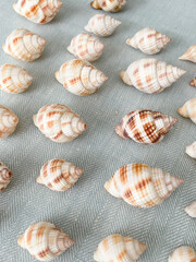 Nutmeg shell, Cancellaria reticulata, scotch bonnet