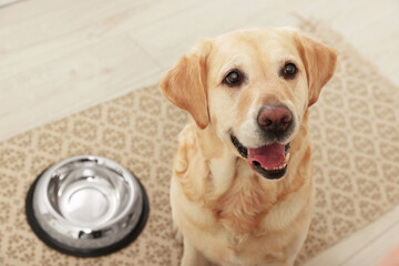 Cute Labrador Retriever waiting near feeding bowl on floor indoors