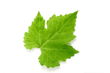 Top view of Grape leaf isolated on white