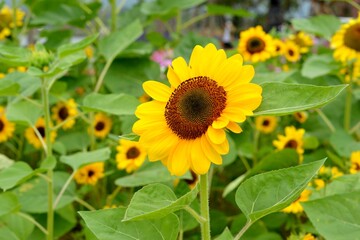 Lovely Sunflower in Chiangmai garden