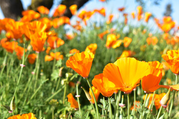 Fototapeta premium California Poppies