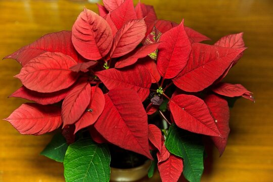 Rotbl&auml;ttiger Weihnachtsstern