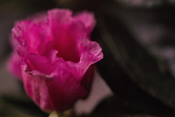 Fototapeta na wymiar Zimmerazalee - Rhododendron simsii
