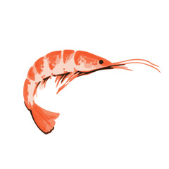 Illustration of shrimp in hand drawn watercolor style isolated on white background. Vector design element. 