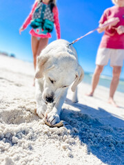 White Lab