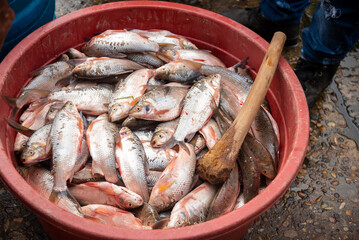 Basket of fish caught in the Magdalena river in the city of Barrancabermeja .Colombia