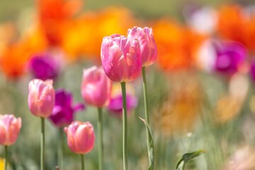 Close up view of Pink Tulip flowers in Tulip field at Holland, Michigan