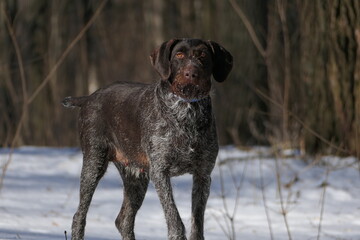 German hunting dog, German Drathaar in winter in the forest.
