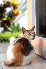 retrato gato de color naranja gato mirando a la cámara