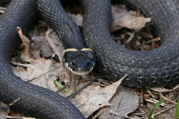 A snake, a large snake in the spring forest, in dry grass in its natural habitat, basking in the sun