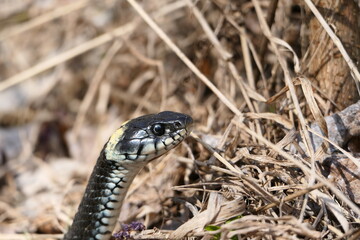 A snake, a large snake in the spring forest, in dry grass in its natural habitat, basking in the sun