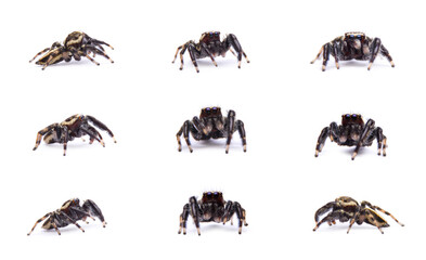 Carrhotus viduus spider Set collection isolated on white background.