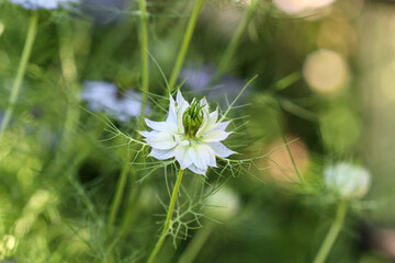 nigelle damassée (nigelle de damas) dans un champ de fleurs vertes. fleur blanche et fleur bleue. photo avec bokeh. nigella damascena	