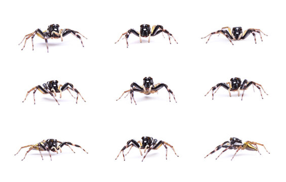 Set collection Male Phintella versicolor spider isolated on white background.