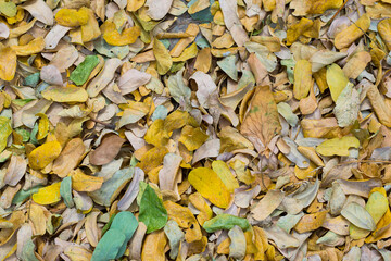 multicolored dry leaves vintage texture for background abstract