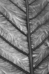 Texture leaf. Black and white toned image 