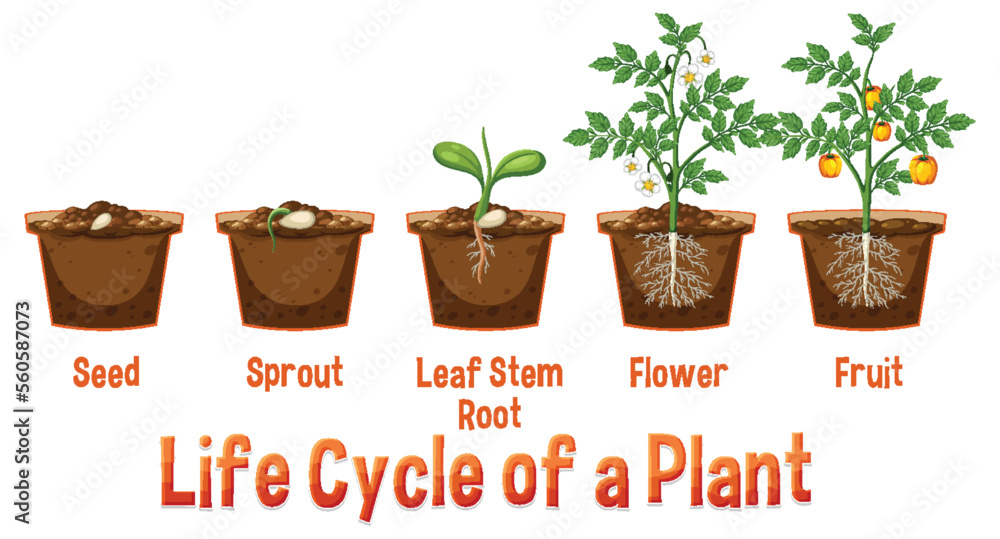 Poster Life cycle of a plant diagram