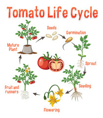 Life cycle of a tomato plant diagram