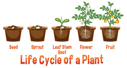 Life cycle of a plant diagram