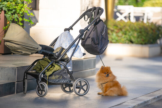 Stroller child bag backpack tied dog Pomeranian Spitz in the yard of the house. Home cares of young parents motherhood. Housekeeper dog sitter took puppy child for walk to buy groceries. To-do list