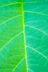 Fragment of the leaf, macro shot