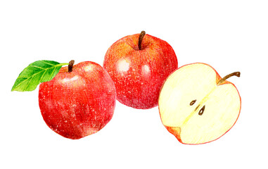 りんごの果実と半分にカットしたりんごのセット　フルーツの手描き水彩イラスト素材