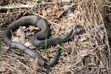 A snake, a large snake in the spring forest, in dry grass in its natural habitat, basking in the sun