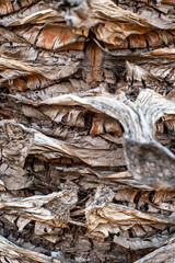 Closeup of a palm tree bark