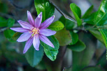 Closeup of a purple flower