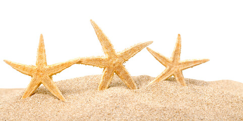 Fototapeta na wymiar Starfishes on sand beach, close-up view