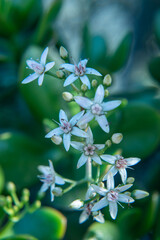 Desert plant blossom in spring