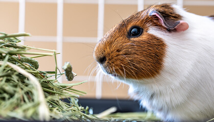 American cavy guinea pig eating hay in a cage.
