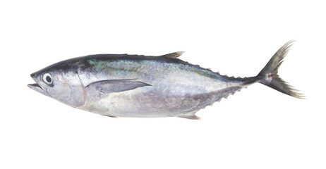 Fresh raw bluefin tuna fish isolated on white background	