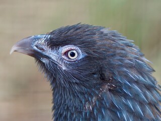 A closeup portrait of a majestic female Pheasant Coucal in outstanding beauty.