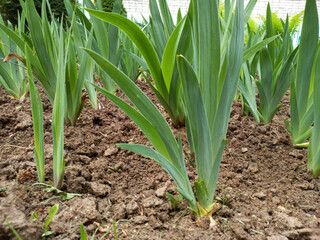 Growing irises, flowering plants in open ground.