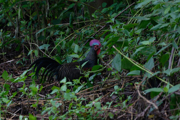 Green junglefowl Gallus varius in Baluran National Park, East Java, Indonesia