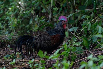 Green junglefowl Gallus varius in Baluran National Park, East Java, Indonesia