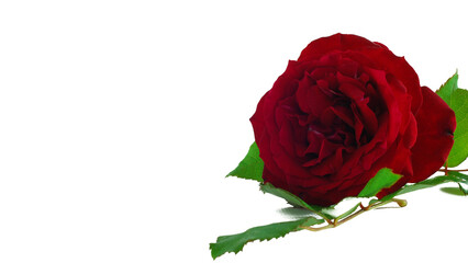 Valentine's day red rose flower with white background.Space for text and advertising .Love day,wedding anniversary,free clipping path.Love day concept.