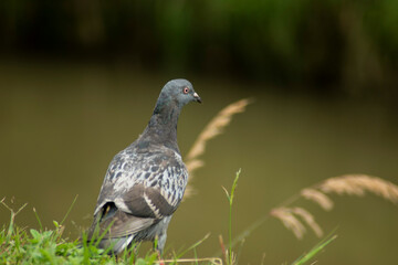 las aves