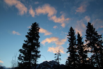 sunset in the woods, Jasper National Park, Alberta