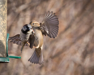 Close-up photo of two small brown birds fighting over bird feeder with soft blurred de-focused background and copy space.