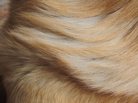 Close up de textura de suave pelaje lacio de perro dorado 