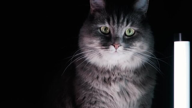 Portrait of an adorable cat on an isolated black background. Sitting near a lamp and looking at the camera
